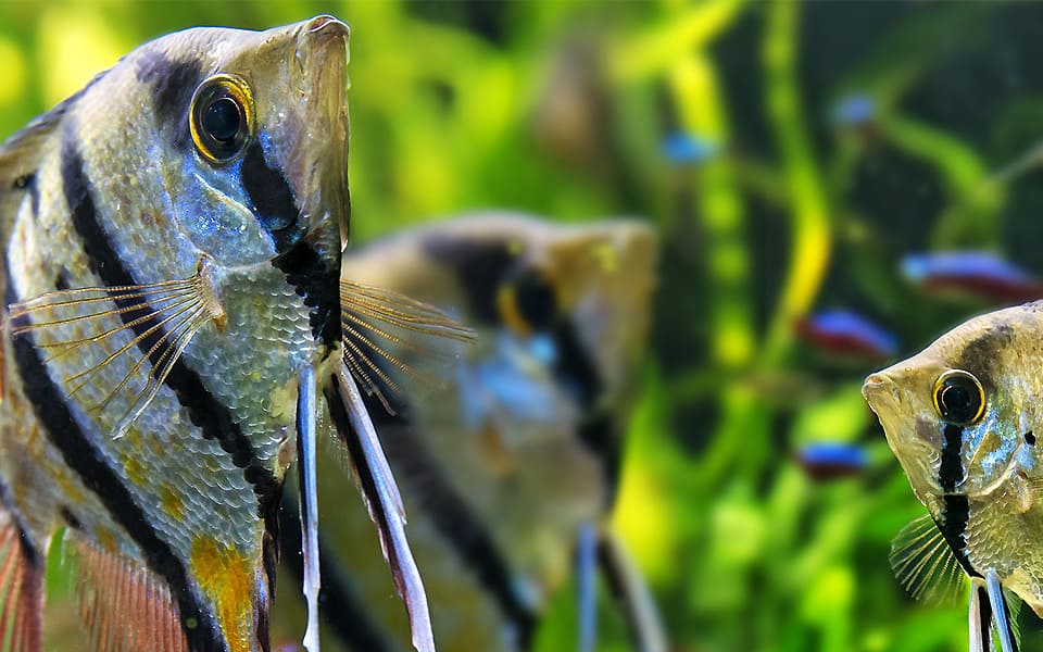 Cosa mangiano i pesci dell'acquario?