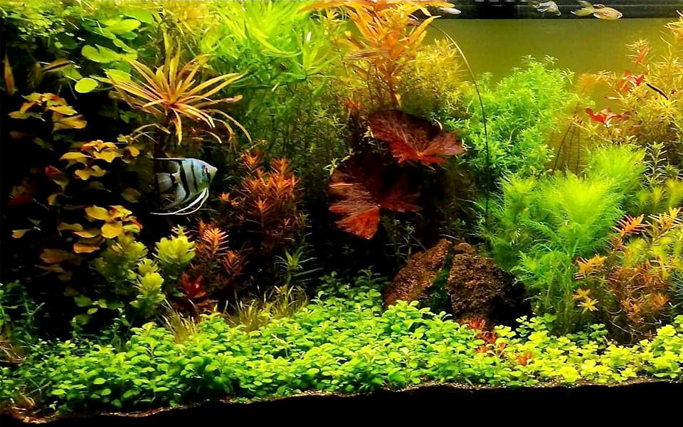 Gestione acquario naturale