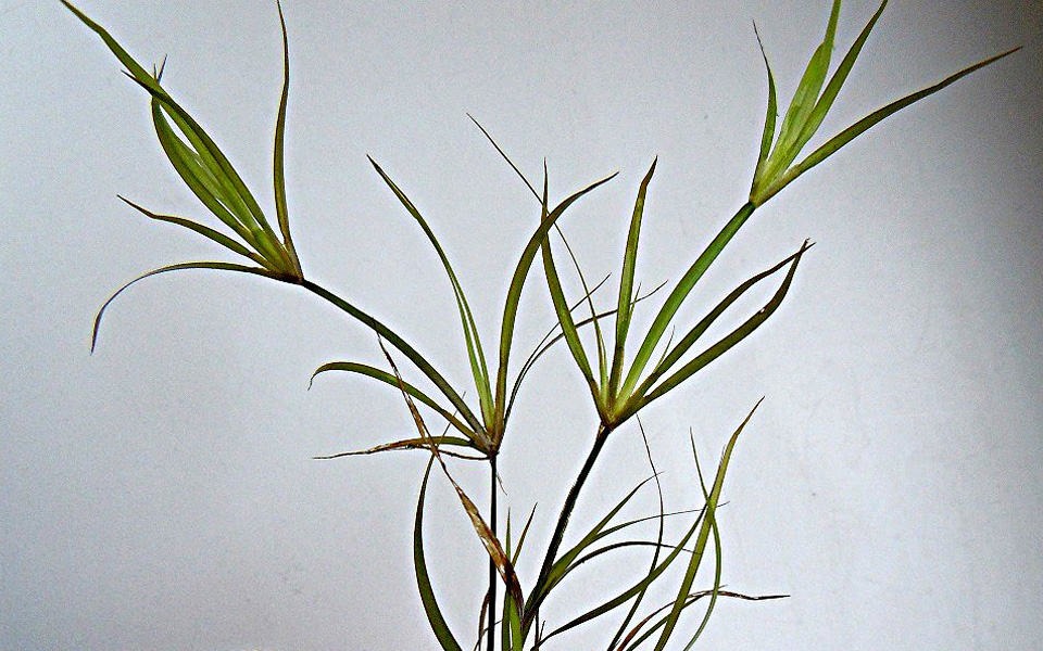 Giunco di palude in acquario