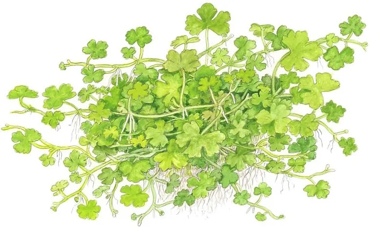 Piante emerse acquario