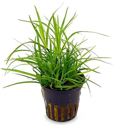 Juncus repens in vasetto