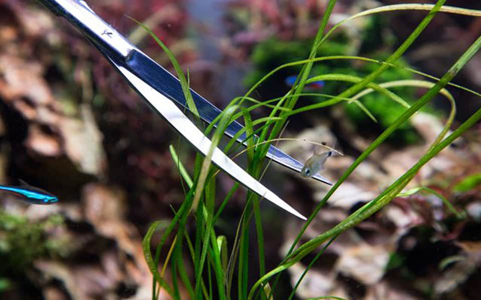 Manutenzione acquario naturale