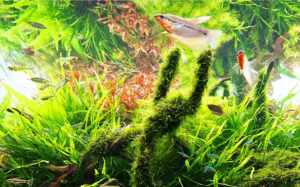 Pesci per acquario dolce