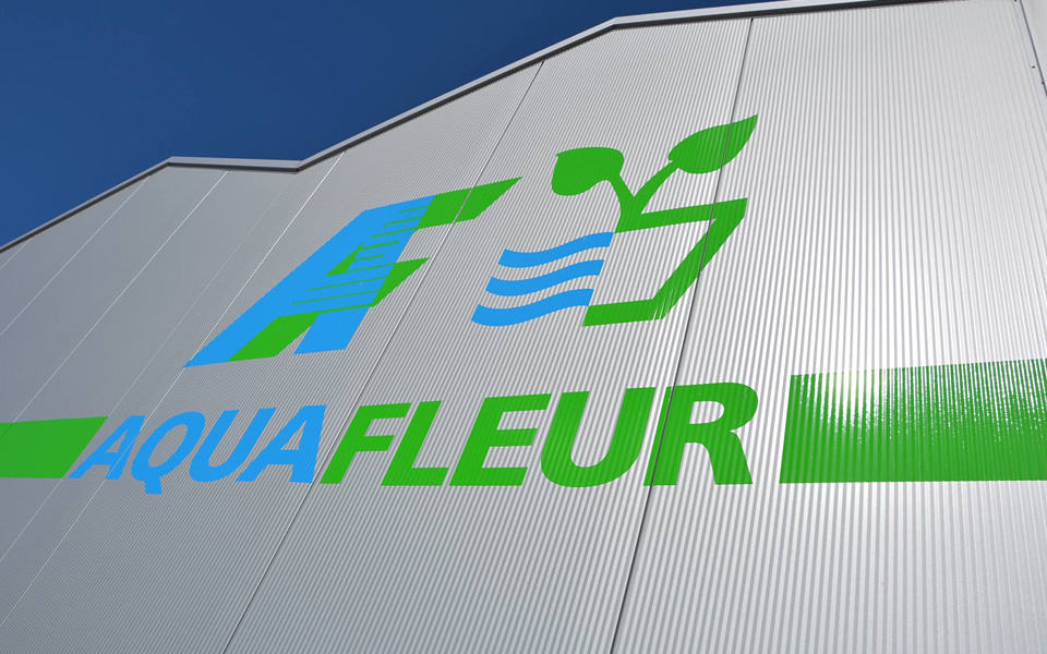 Piante acquario in vitro olandesi