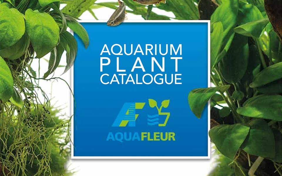 Piante acquario in vitro