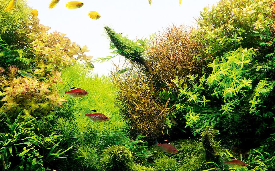 Piante per acquario: natura in casa