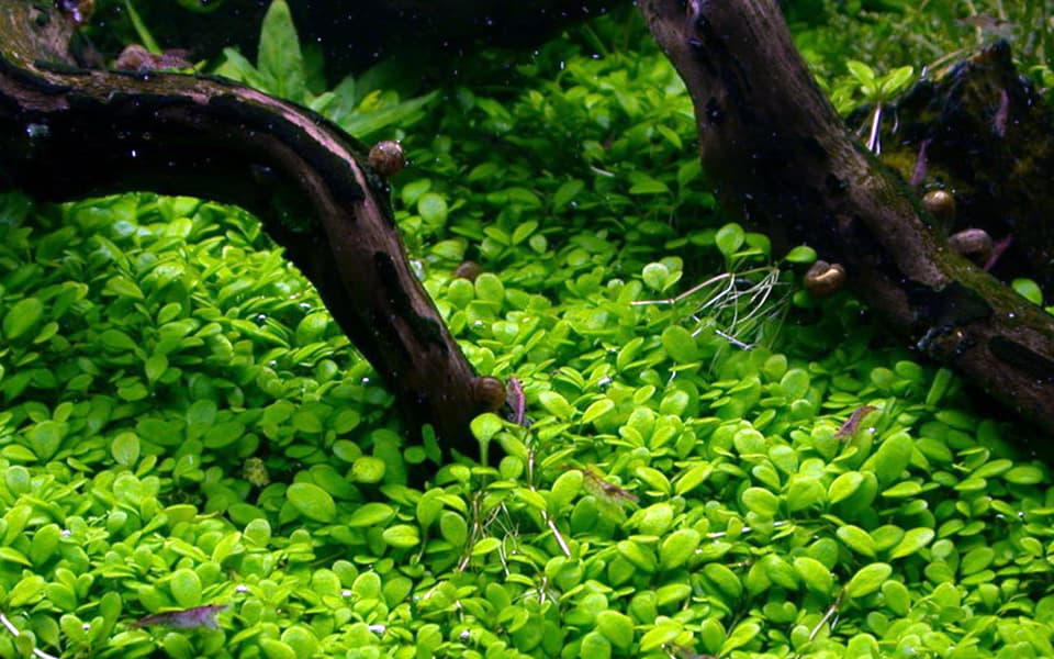 Pratino per acquario