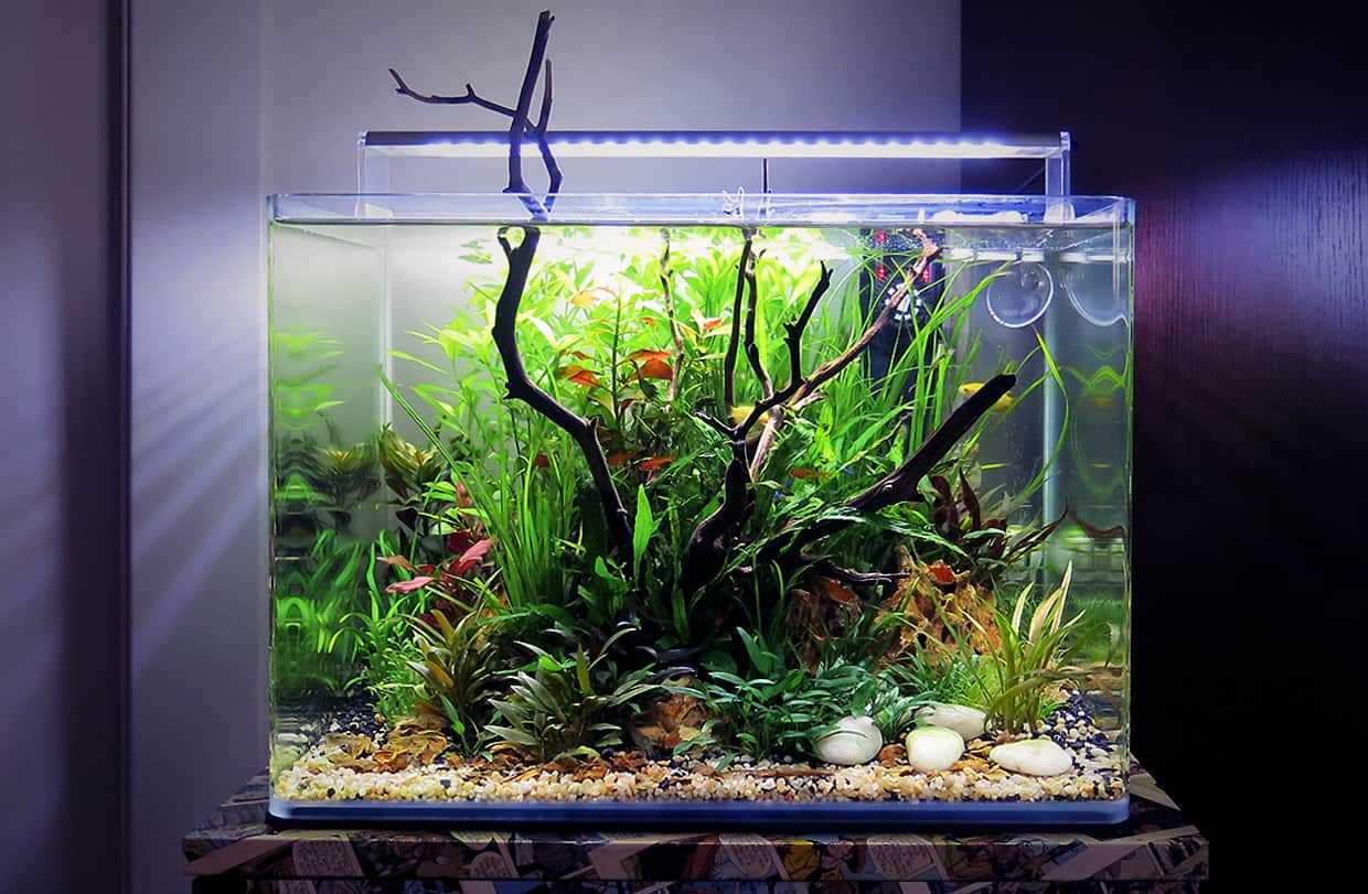 Quanto costa un acquario