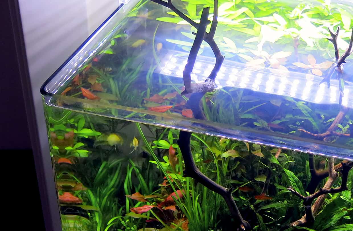 Quanto costa un acquario naturale