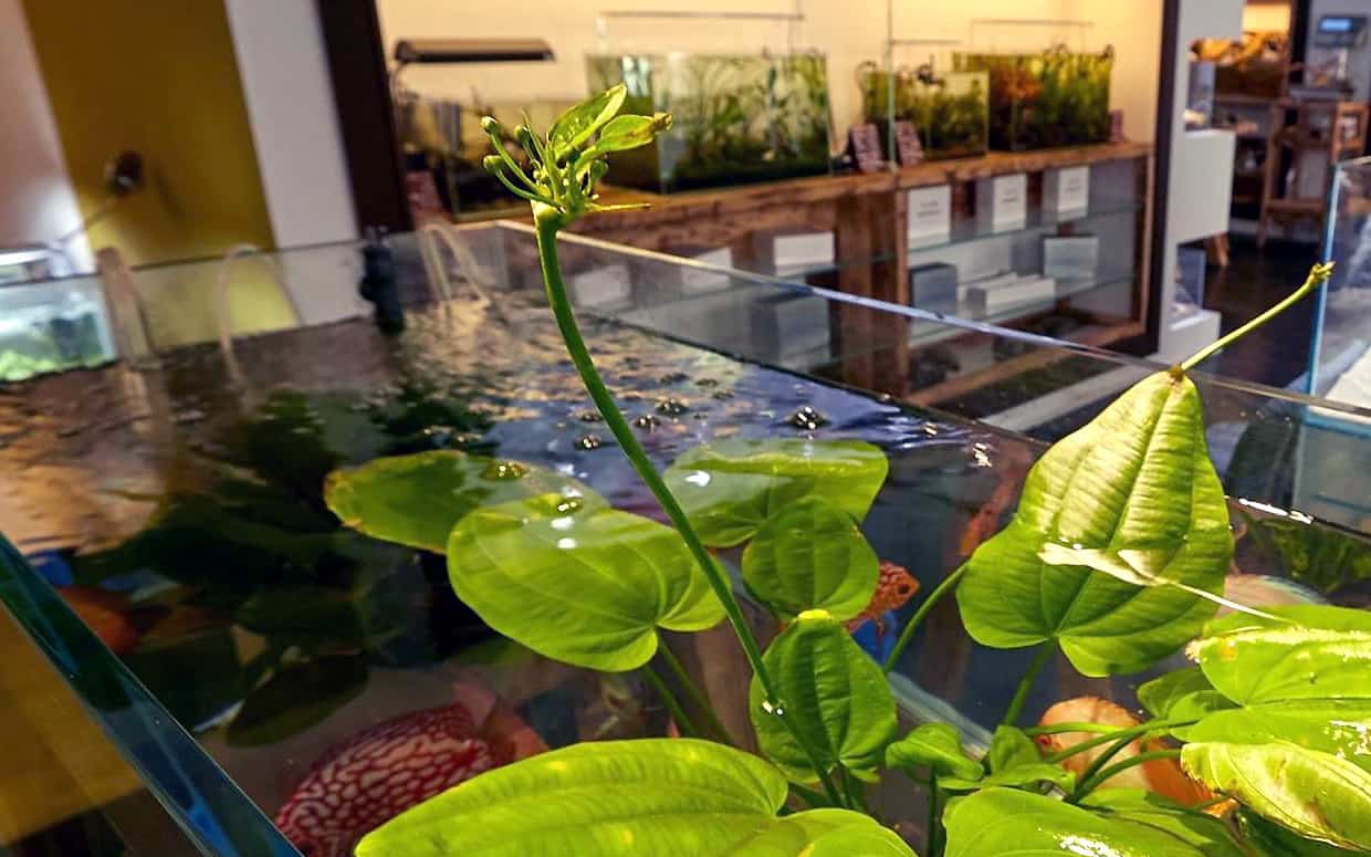 Acquario con piante
