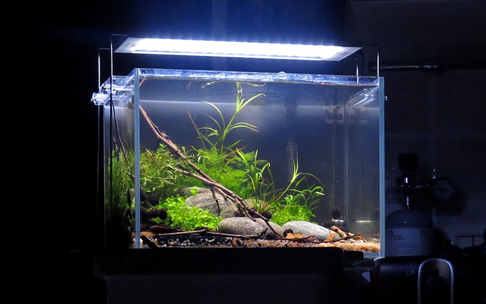 Acquario piccolo completo