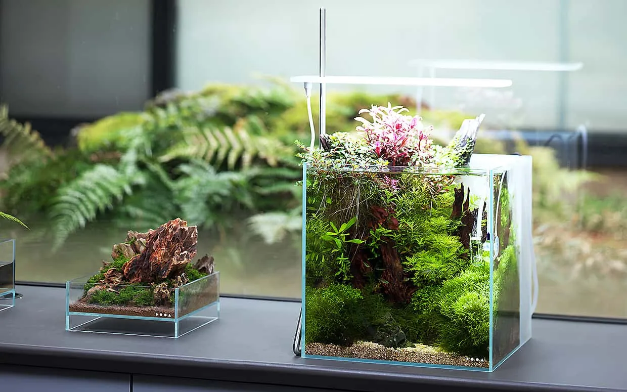 Acquario piccolo o Wabi-Kusa?