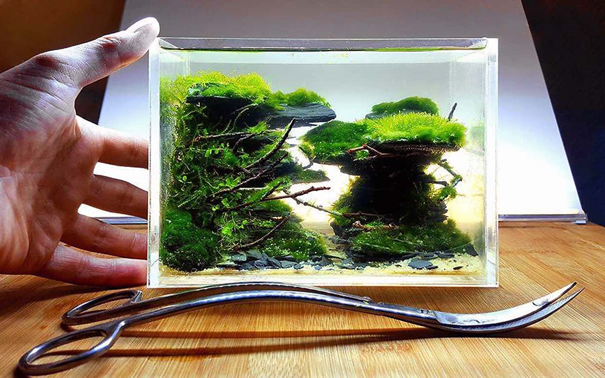 Nano acquario dolce? Pico!