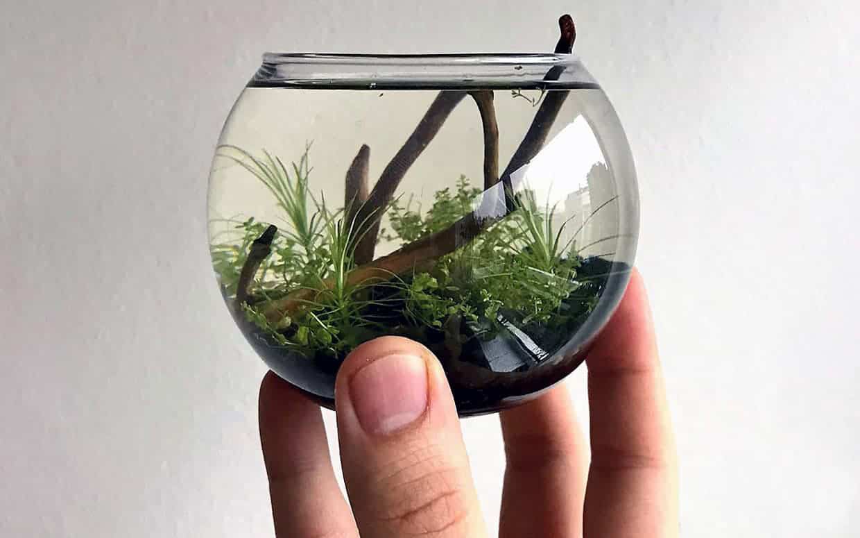 Piante acquario facili in vasetto o in vitro