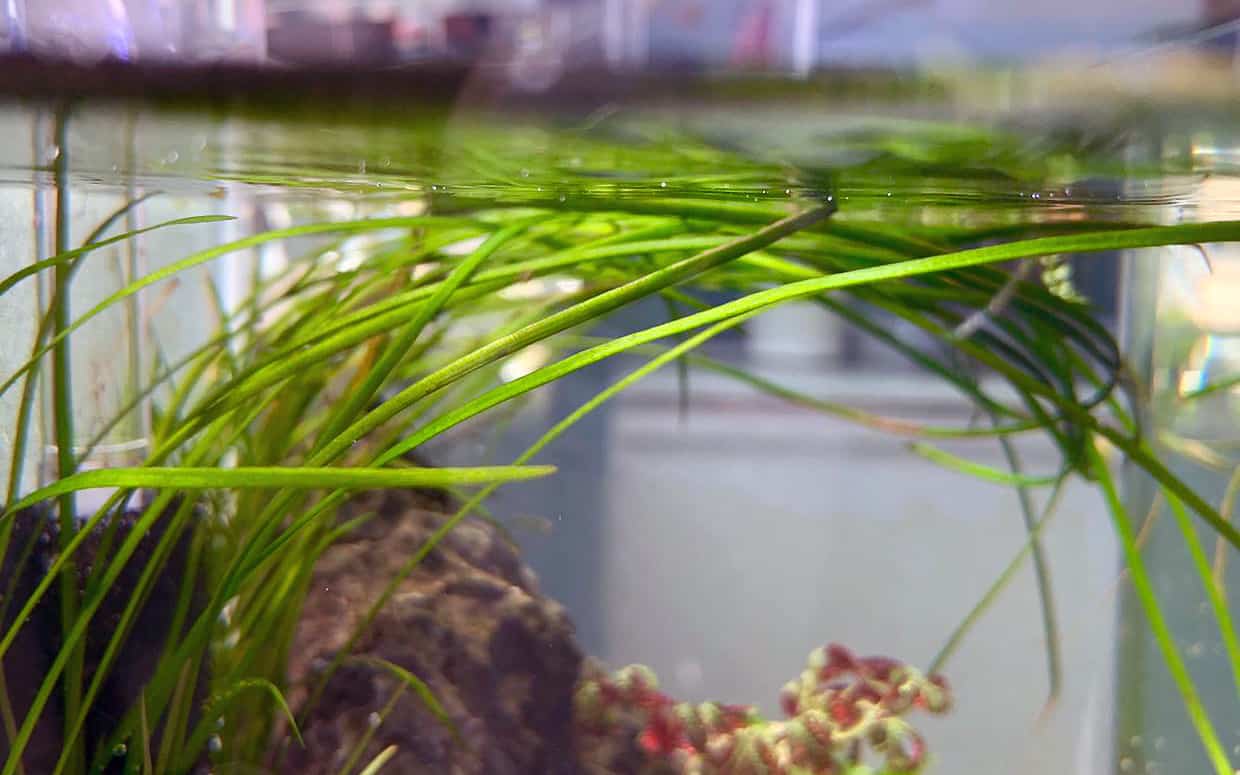 Vallisneria asiatica nana