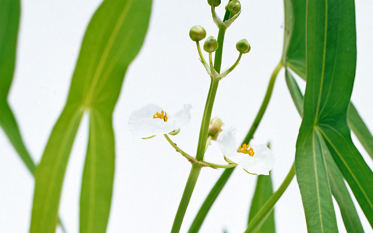 Wabi-Sabi giapponese: Mizukusa