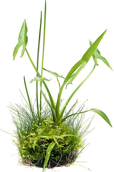 Wabi-Sabi giapponese