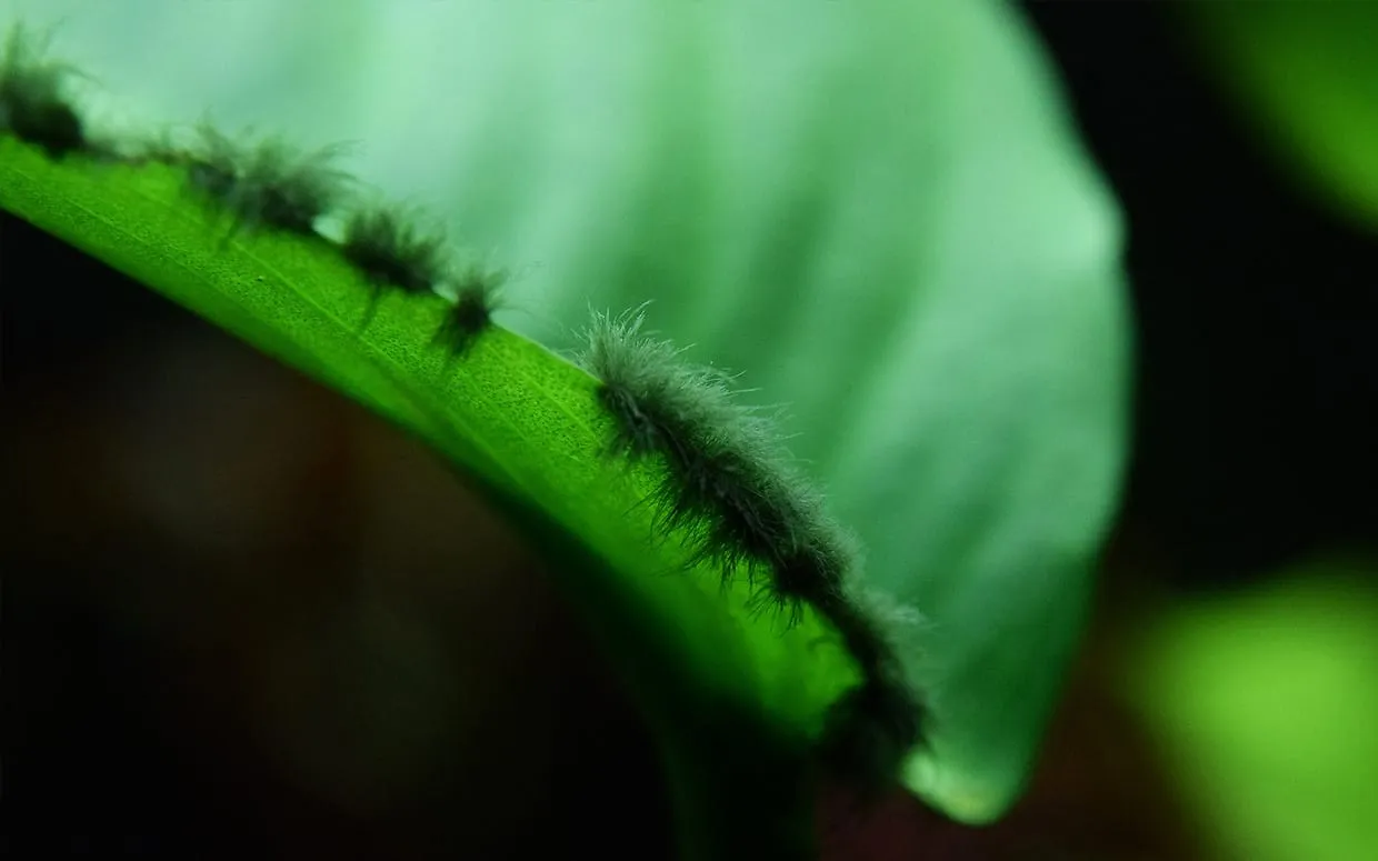 Alghe in acquario dolce