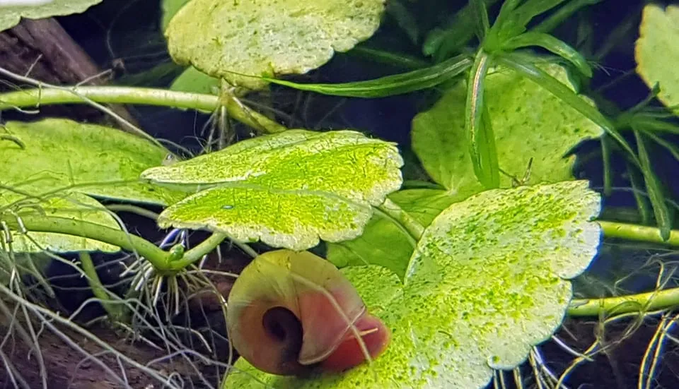 Alghe verdi puntiformi