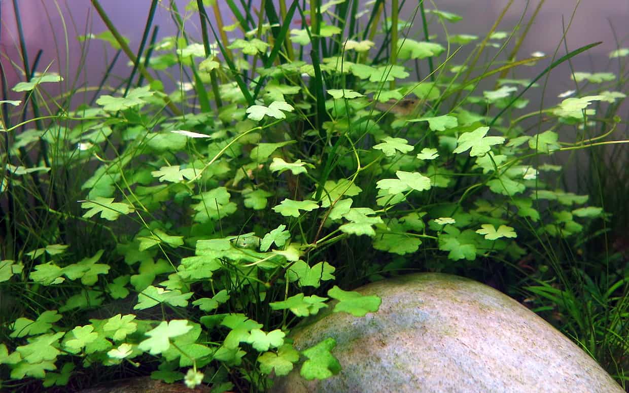 Hydrocotyle tripartita in acquario