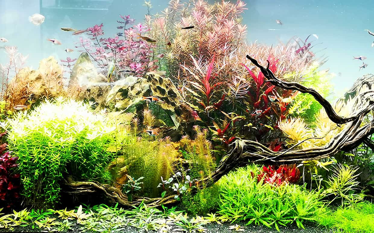 Acquario con piante vere
