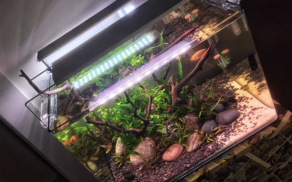 Aquascape nano da 35 litri