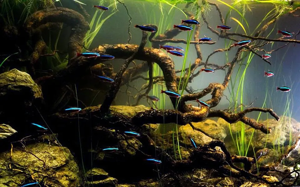 Biotopo amazzonico in acquario