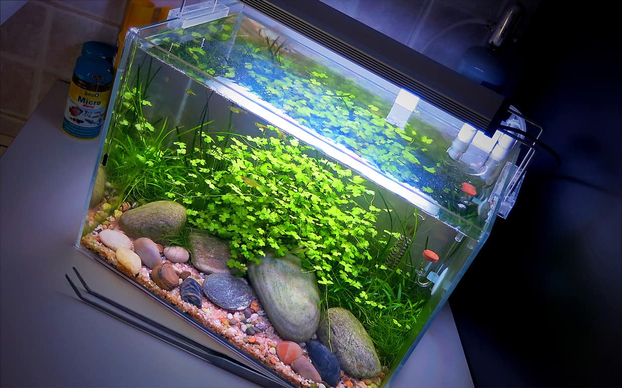 Come allestire un acquario