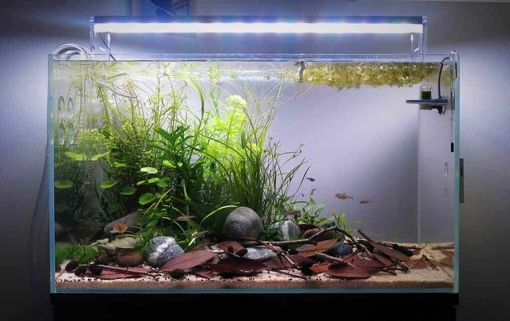 Come allestire un acquario naturale