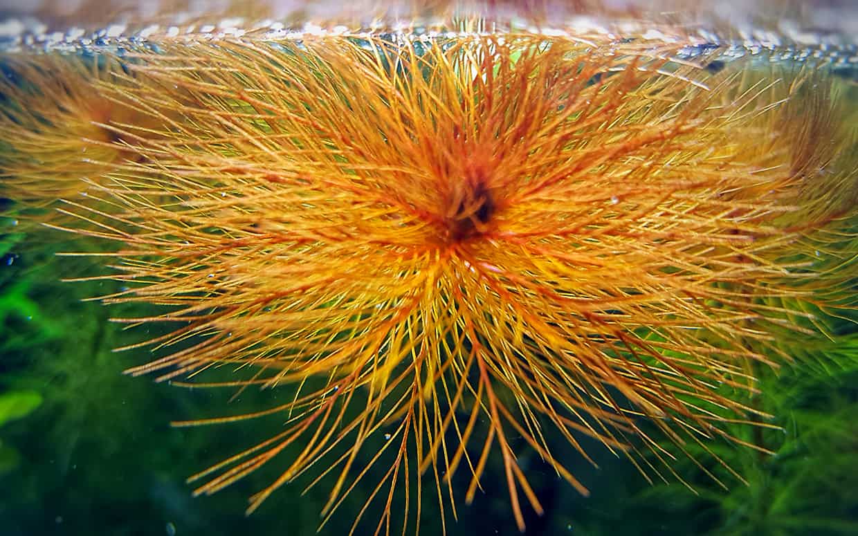 Piante a crescita rapida in acquario