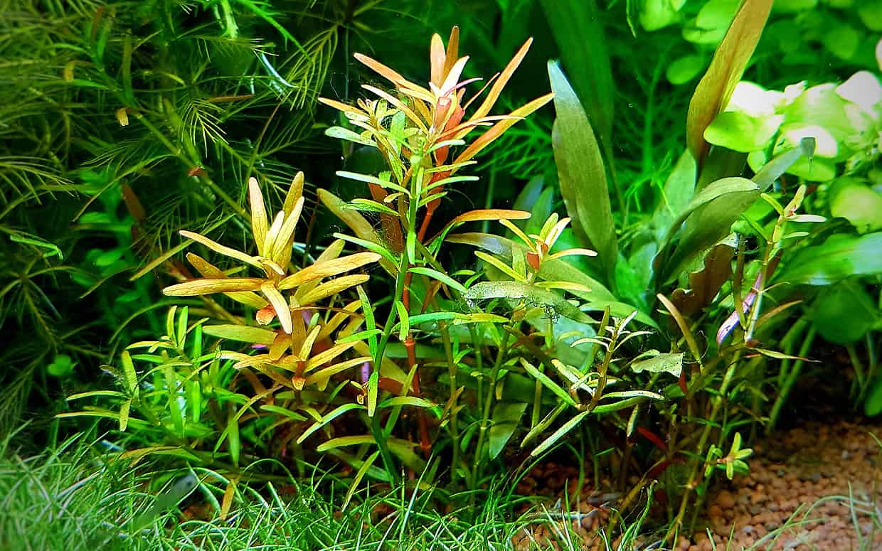 Piante per acquario