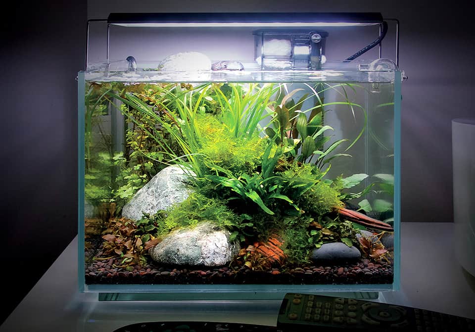 Piante vere in acquario