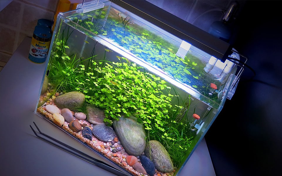 Allestire un acquario