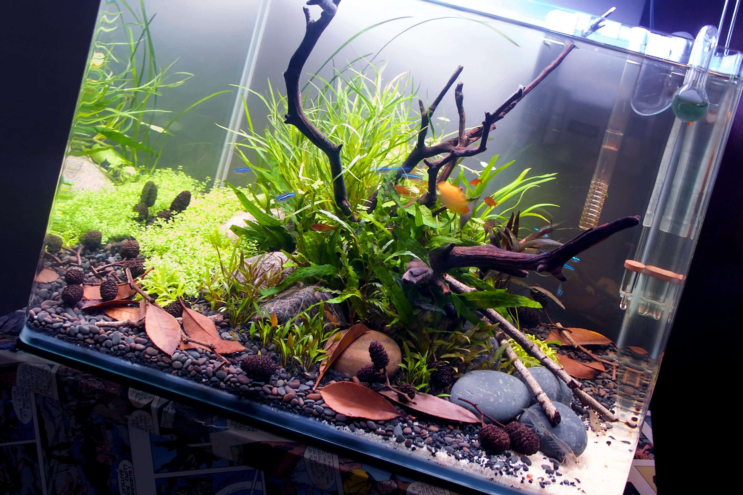 Acquario naturale illuminato
