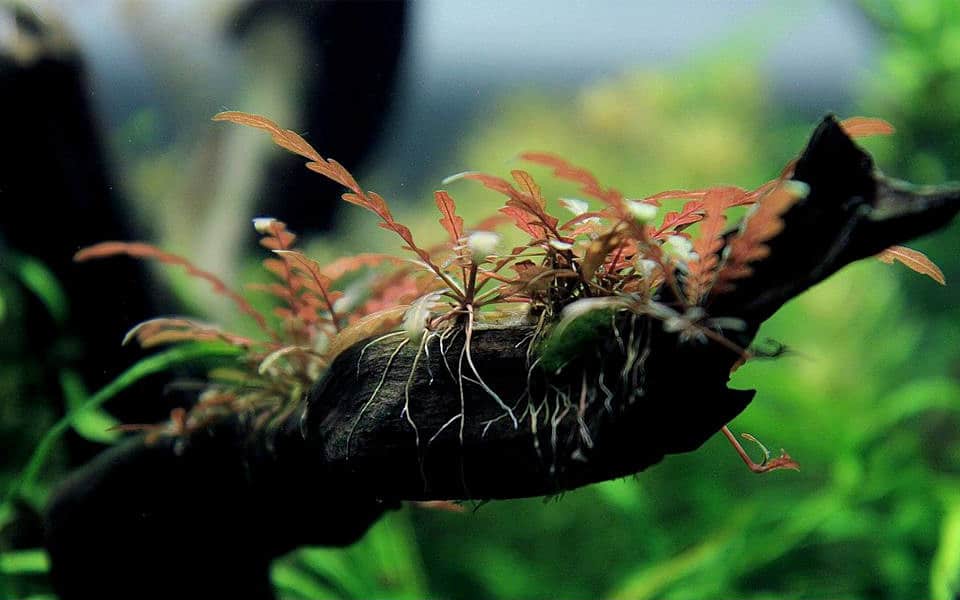 Hygrophila pinnatifida: pianta di moda