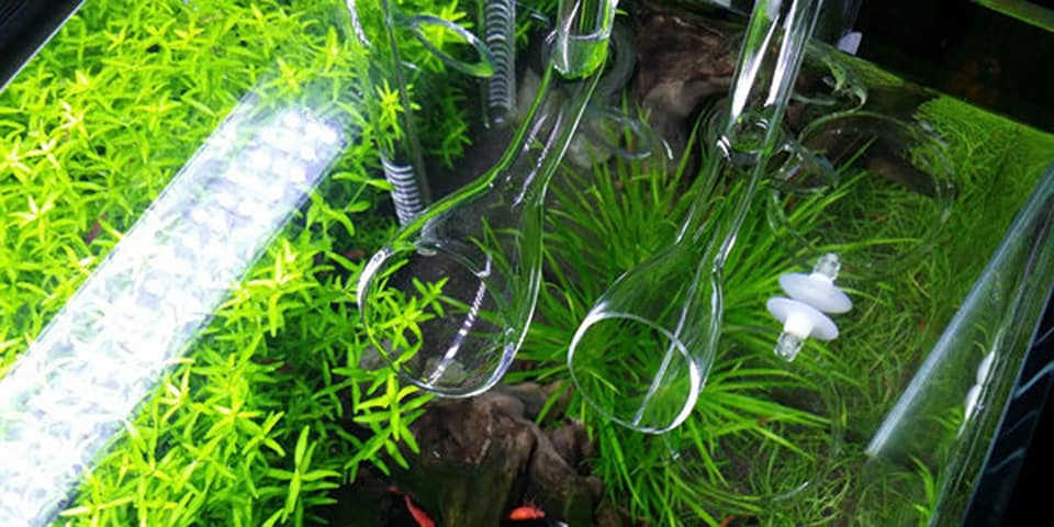 Lily Pipe in acquario