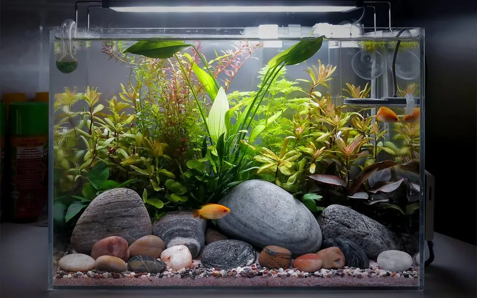 Nano acquario dolce
