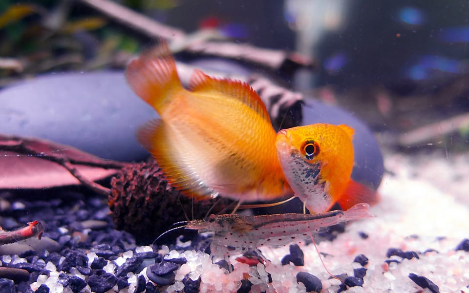 Pesci di acqua dolce: anabantidi