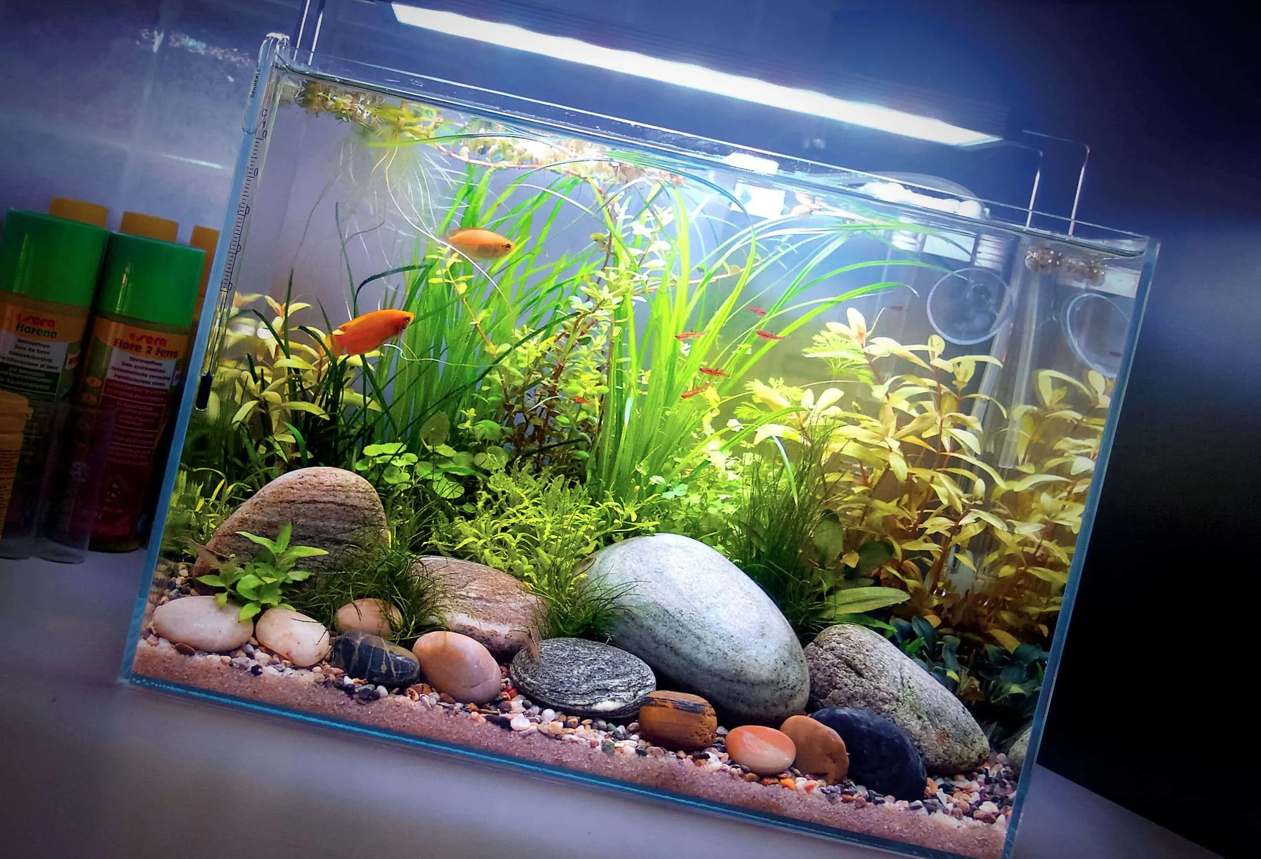 Pesci di acqua dolce tropicali: Anabantidi