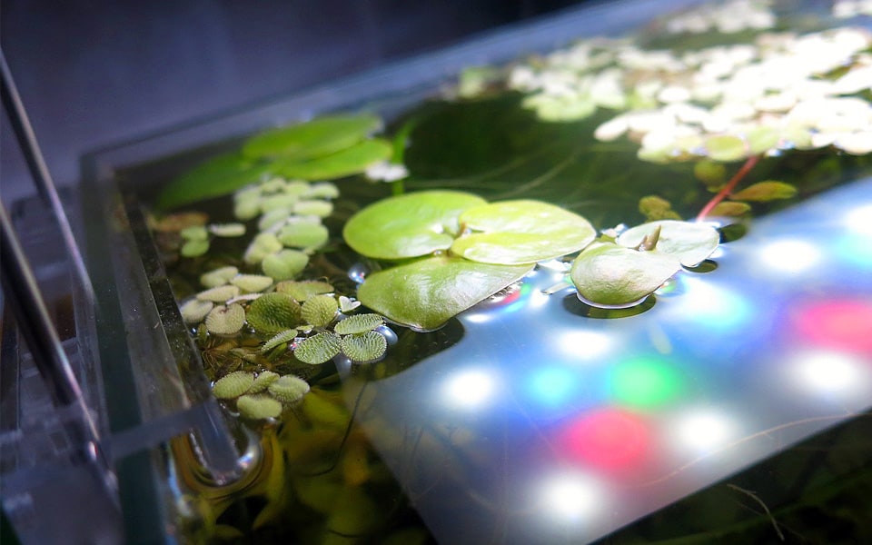 Piante acquatiche galleggianti