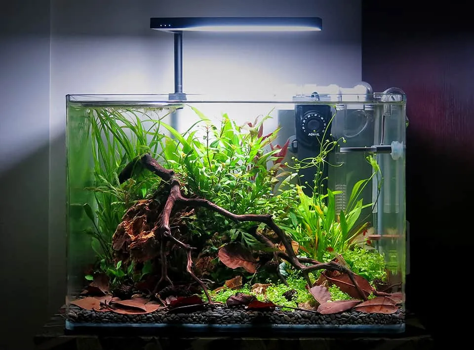 Acquario naturale aquascape