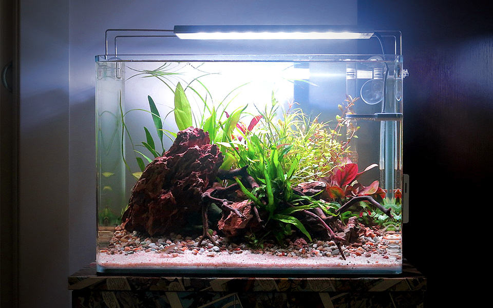 Acquario per pesci completo