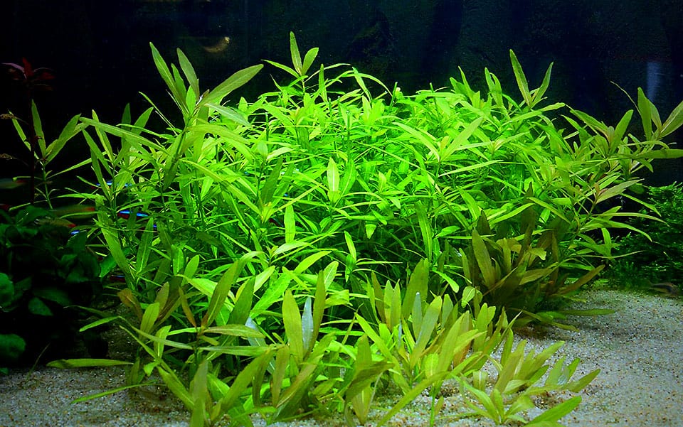 Hygrophila polisperma