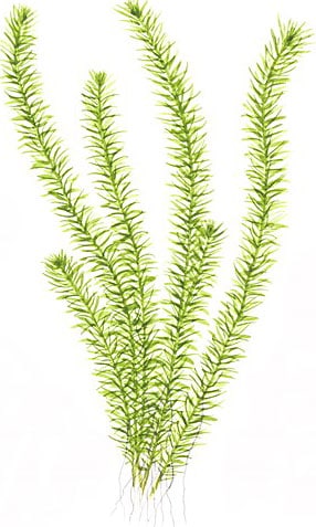 Piante acquatiche ossigenanti: Mayaca fluviatilis