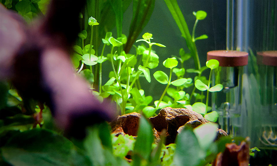 Micranthemum-umbrosum