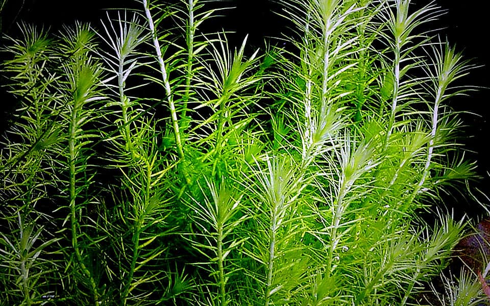 Piante acquatiche ossigenanti