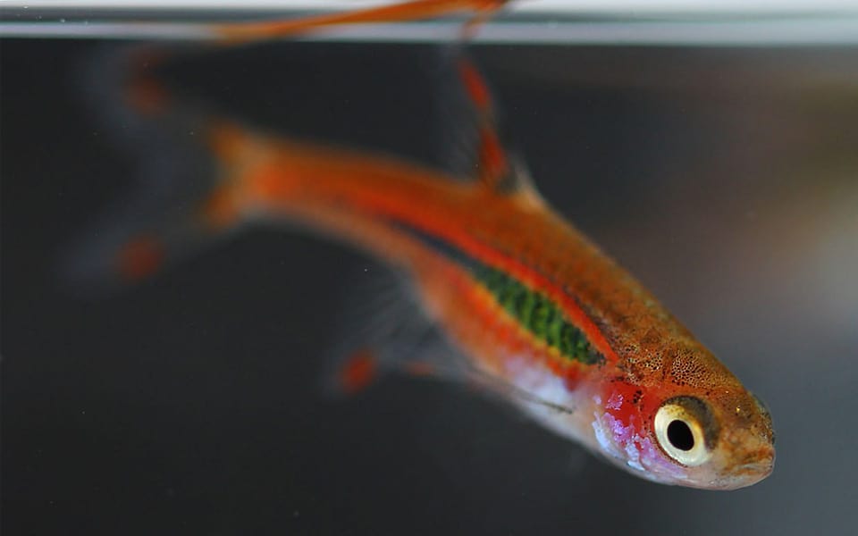 Rasbora brigittae