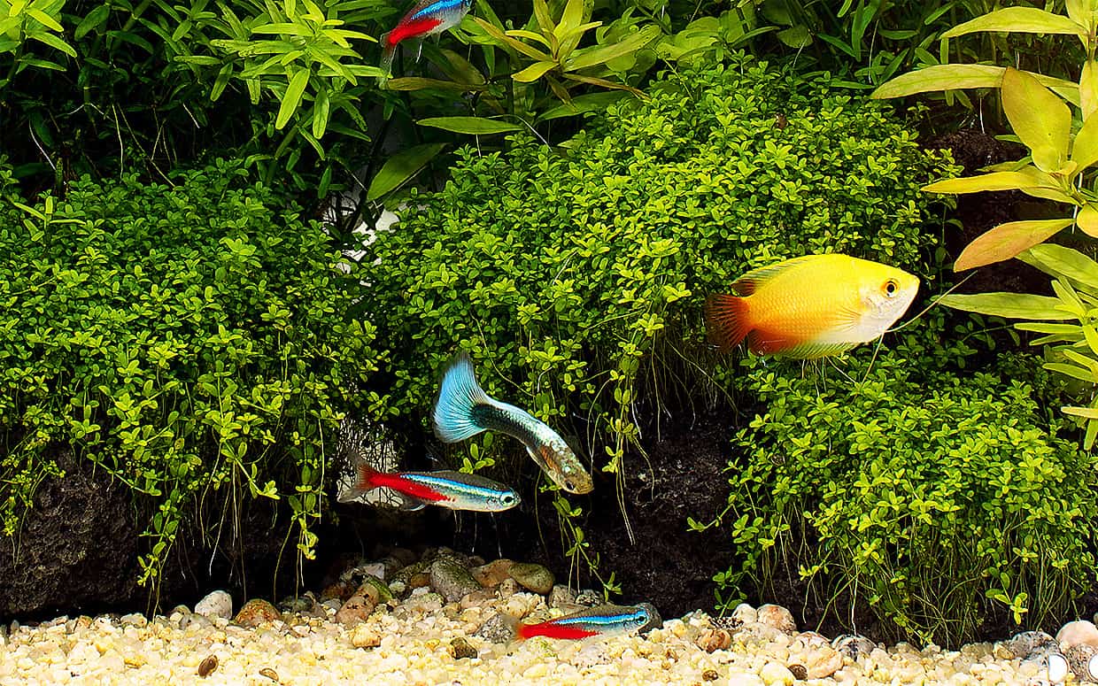 Acquario con pesci tropicali