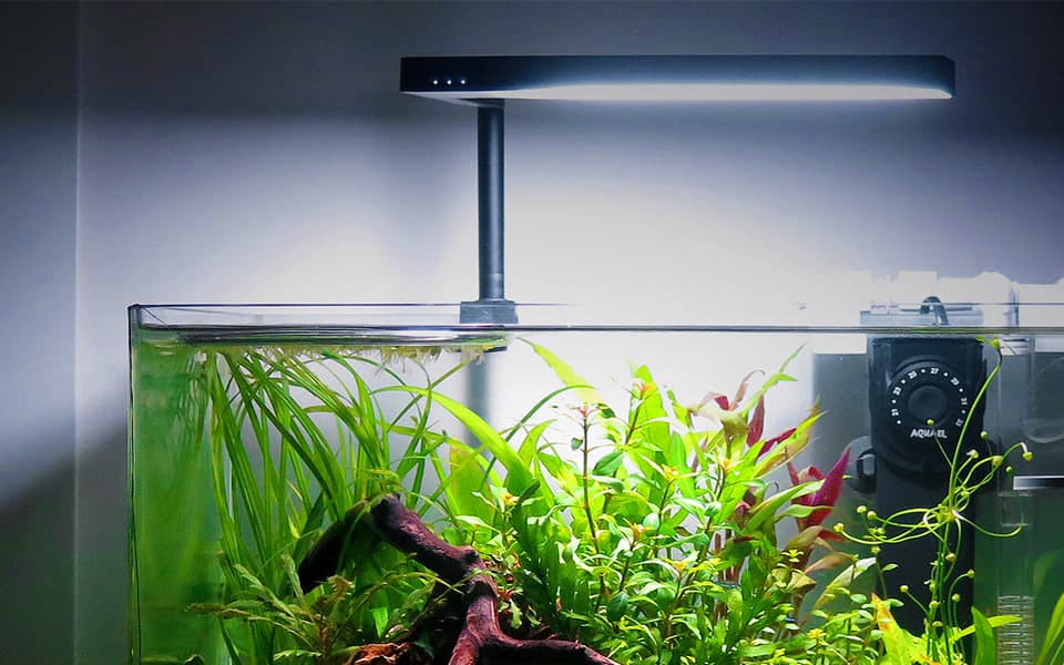 Acquario naturale in stile aquascape