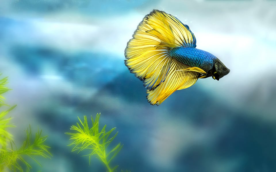 Acquario quadrato da 30 litri